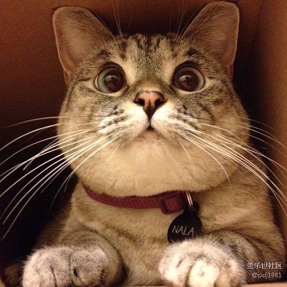 說(shuō)好的pay支持上海公交呢！5:00就開(kāi)始等了。