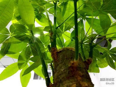 隨拍--發(fā)財(cái)樹