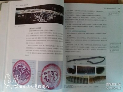 【圣誕狂歡】＋黃石＋狂歡也要好好復(fù)習(xí)考試不掛科才是王道