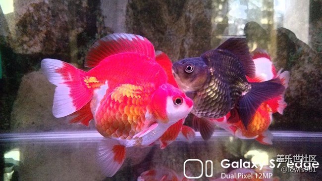 沒事拍拍自己的魚。。Y(＾_＾)Y