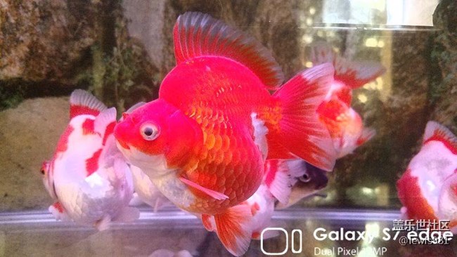 沒事拍拍自己的魚。。Y(＾_＾)Y