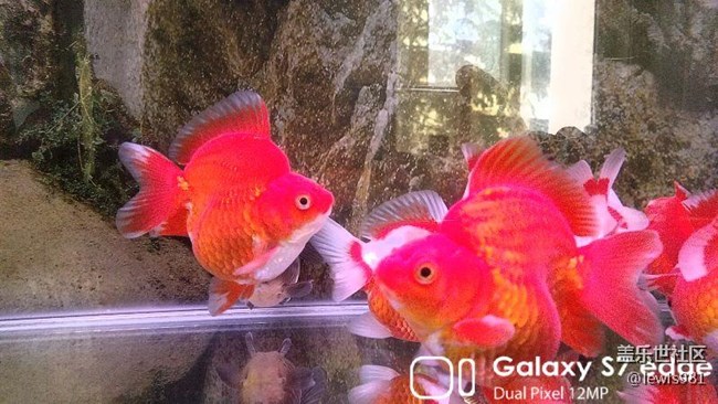 沒事拍拍自己的魚。。Y(＾_＾)Y