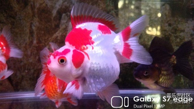 沒事拍拍自己的魚。。Y(＾_＾)Y