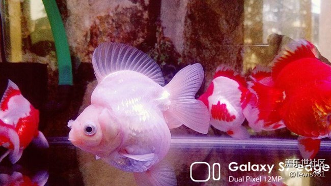 沒事拍拍自己的魚。。Y(＾_＾)Y