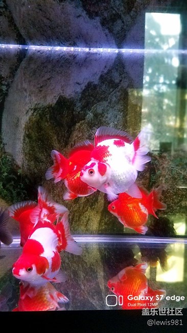 沒事拍拍自己的魚。。Y(＾_＾)Y