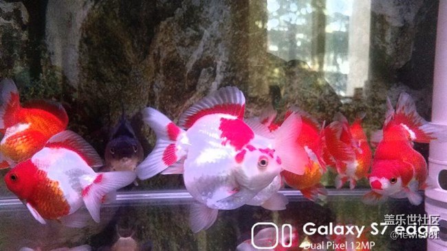 沒事拍拍自己的魚。。Y(＾_＾)Y