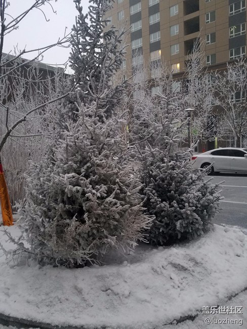 雪松