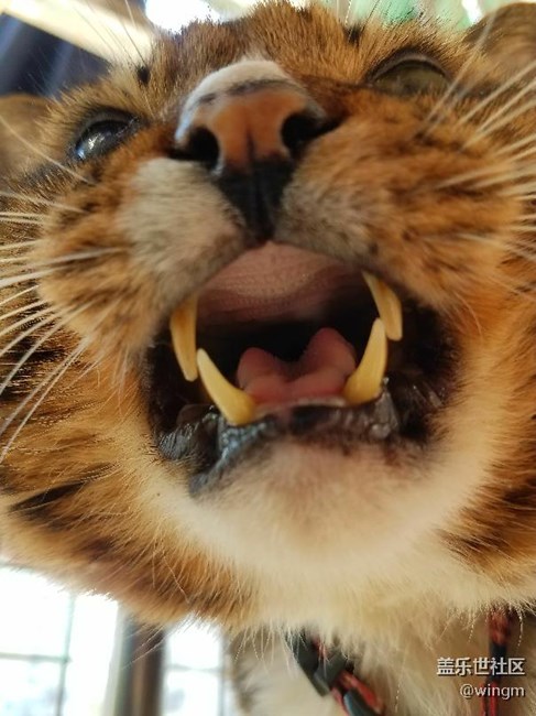貓貓