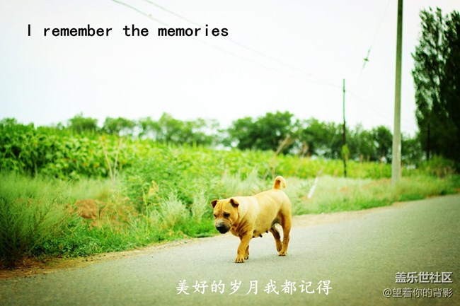 致我逝去的皮皮