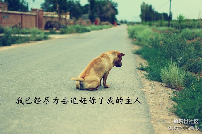 致我逝去的皮皮