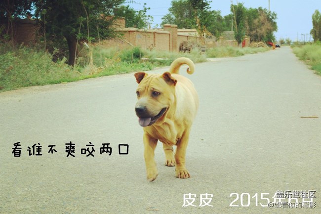 致我逝去的皮皮