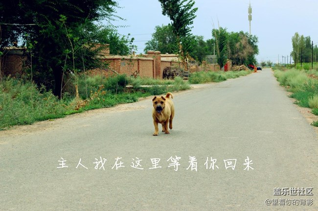 致我逝去的皮皮