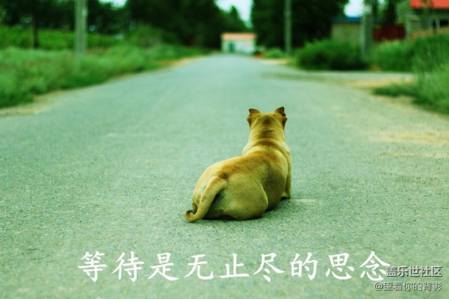 致我逝去的皮皮