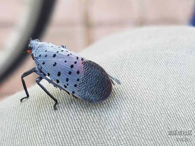 不知道叫啥名的小動(dòng)物.