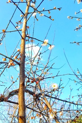國有林場-梁化梅園