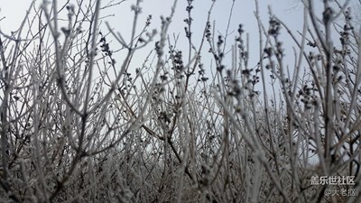 幽靜的裹霜枝頭……冷冷冷冷