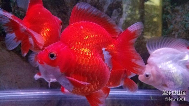 一天到晚游泳的魚