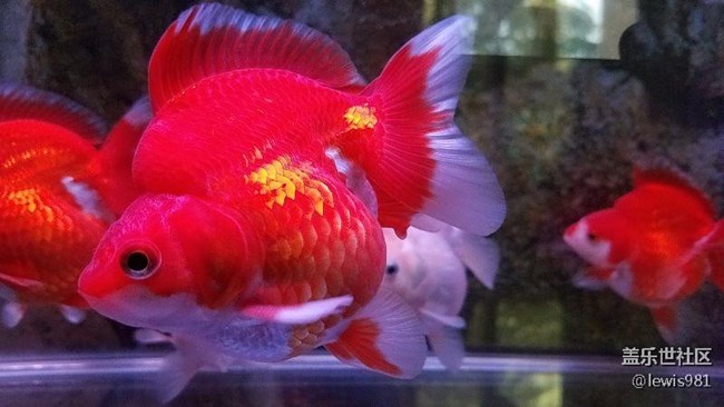 一天到晚游泳的魚