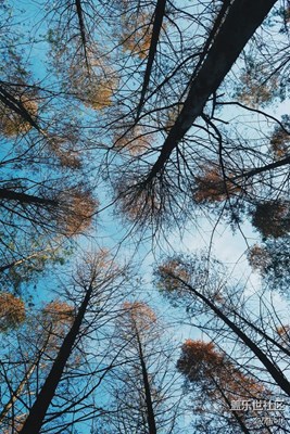 【冬天的顏色】+福鼎+人生如樹