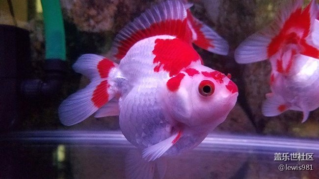 一天到晚游泳的魚