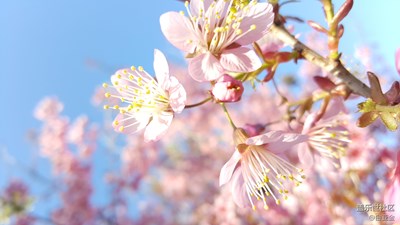 【冬天的顏色】+昆明+春城的櫻花開了