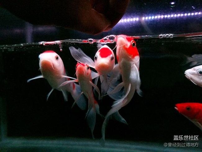 我的魚缸我的魚