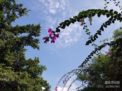 為了降低體脂率而健走