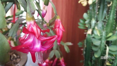 晾臺(tái)的花卉