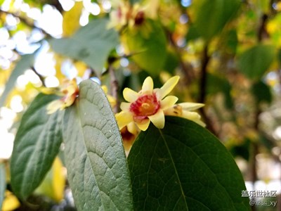 臘梅花開香滿園