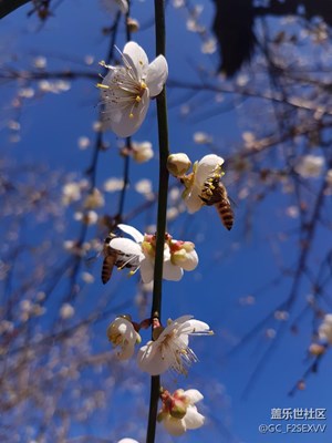 S7梁化拍梅花