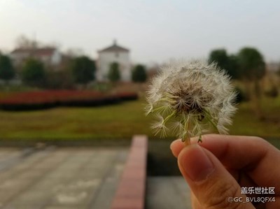 生活有時如蒲公英一般飄忽不定