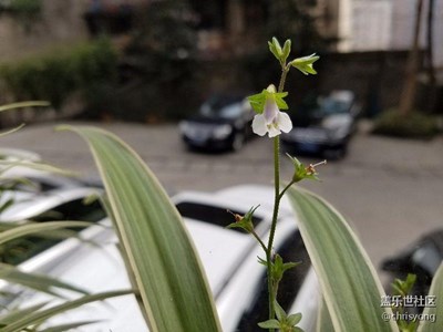 微距拍圖效果，一幅圖足以。