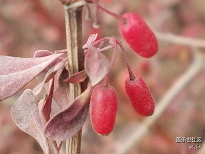冬天里的紅果