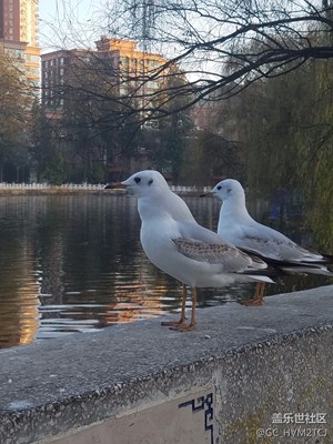 昆明翠湖海鷗游記