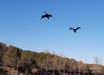 【家鄉(xiāng)美】+北京+圓明園里的天鵝和鳥(niǎo)