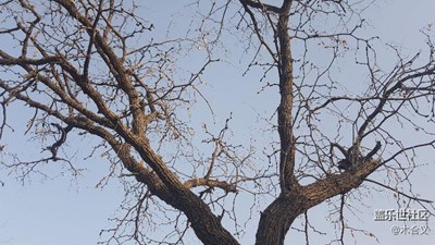 冬天快過完了還不下雪