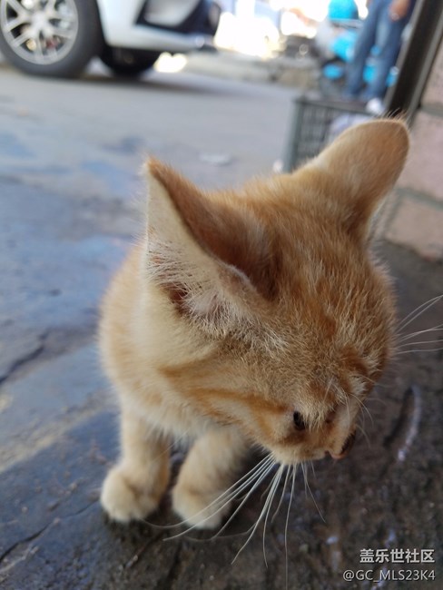 洗車間里的喵星人