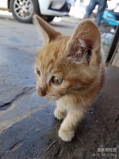 洗車間里的喵星人