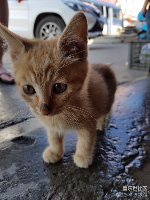 洗車間里的喵星人