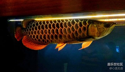 《年味》+北京+[S7] 原來可以這樣的美