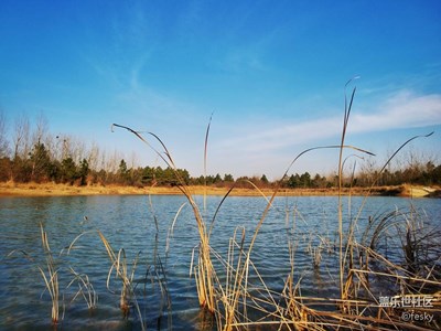 在沒有郁金香的郁金香高地