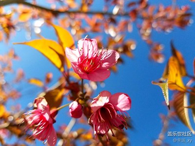 櫻花，冬日里的色彩