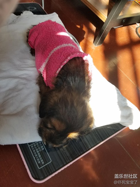 小狗狗曬太陽睡覺真舒服