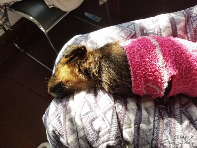 小狗狗曬太陽睡覺真舒服