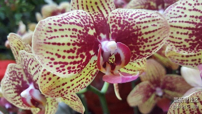 隨便拍了兩張，鑒賞一下