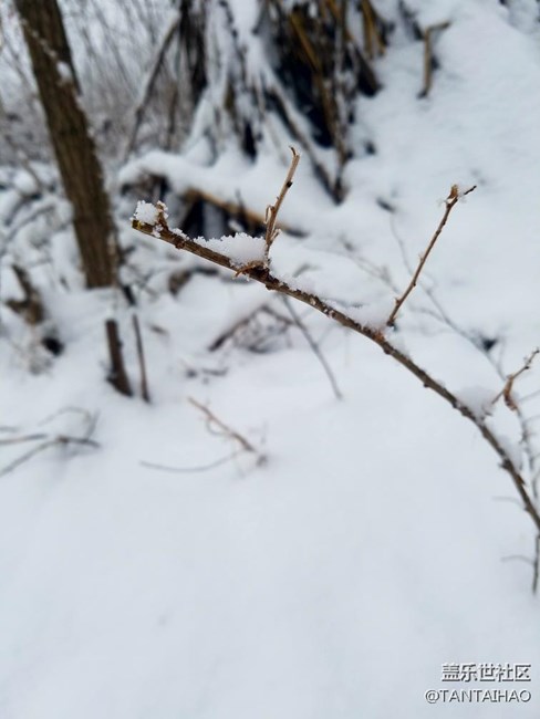 這個(gè)冬天，你們那里下雪了嗎