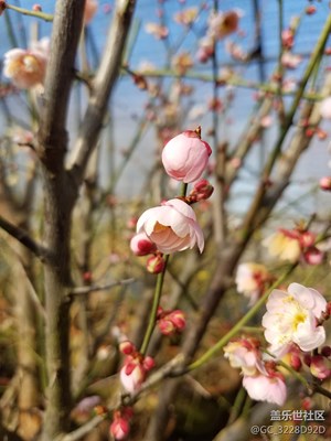 梅花開了