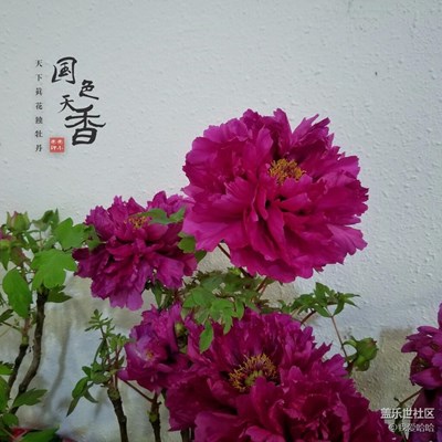 國(guó)色天香-牡丹