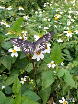 蝶戀花