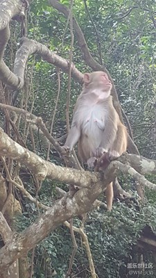 海南猴島的猴子